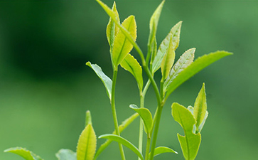 茶葉追溯系統的流程介紹